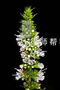 律师帮我暖床 律师帮我暖床