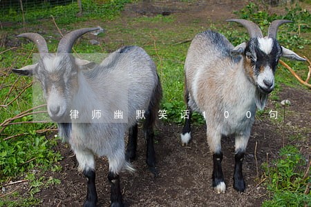 律师幽默笑话100句 律师幽默笑话100句