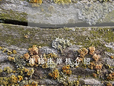 律师庄举栋介绍 律师庄举栋介绍