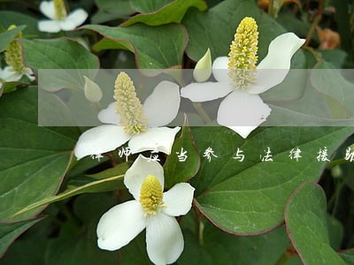 律师应当参与法律援助 律师应当参与法律援助