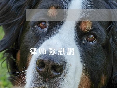 律师弥慰鹏 律师弥慰鹏