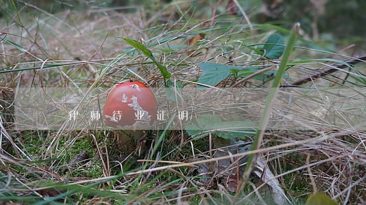 律师待业证明 律师待业证明