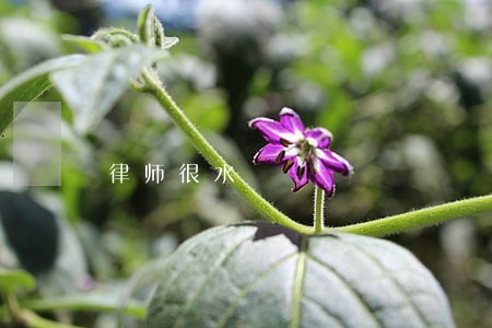 律师很水 律师很水