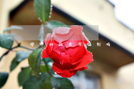 律师必须要有编制吗 律师必须要有编制吗