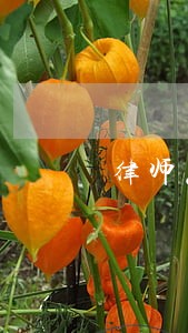 律师怎么看保时捷减配 律师怎么看保时捷减配