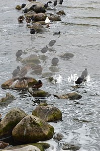 律师怎么跟踪法院执行案