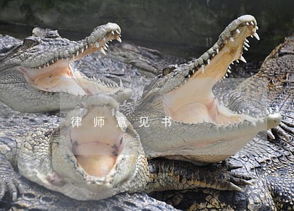 律师意见书