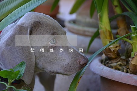 律师感到纳闷 律师感到纳闷