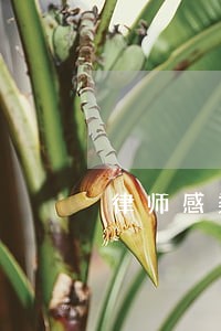 律师感染肺炎 律师感染肺炎