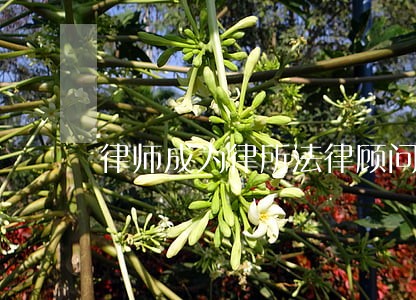 律师成为律所法律顾问 律师成为律所法律顾问