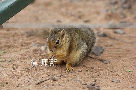 律师所 律师所