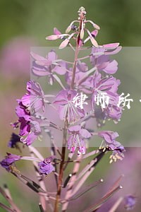律师所咨询律师要多少钱免费 律师所咨询律师要多少钱免费