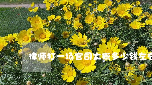 律师打一场官司大概多少钱左右 律师打一场官司大概多少钱左右