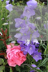 律师打胎 律师打胎