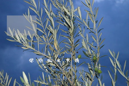 律师执业申请 律师执业申请
