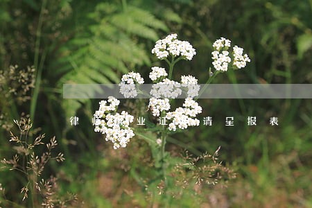 律师执业证申请呈报表 律师执业证申请呈报表