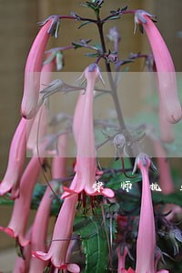 律师执业资格证什么时候能领取 律师执业资格证什么时候能领取