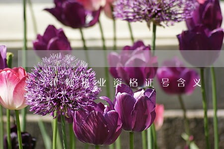 律师执业资格证号含义 律师执业资格证号含义