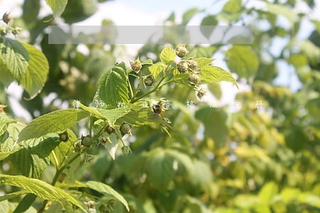 律师执业资格证注册