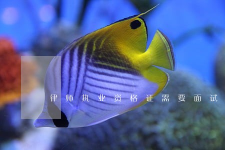 律师执业资格证需要面试吗 律师执业资格证需要面试吗