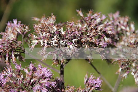 律师抓坏人 律师抓坏人