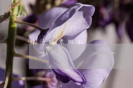 律师投票做假 律师投票做假