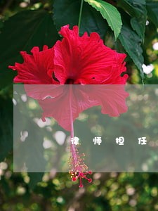 律师担任村法律顾问