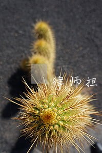 律师担任法律顾问薪酬 律师担任法律顾问薪酬