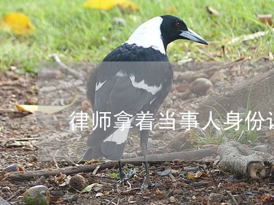 律师拿着当事人身份证 律师拿着当事人身份证