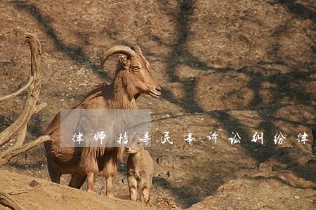 律师指导民事诉讼纠纷律师