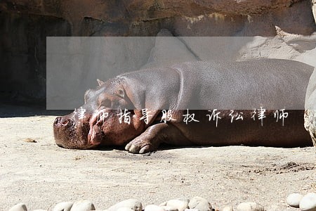 律师指导股权诉讼律师 律师指导股权诉讼律师