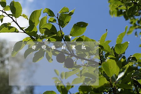 律师收到案款 律师收到案款