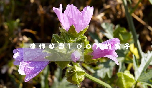 律师收费100万的案子 律师收费100万的案子