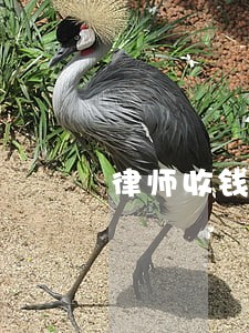 律师收钱接受委托 律师收钱接受委托
