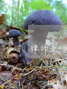 律师是哪人 律师是哪人