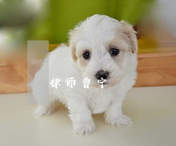 律师曾宁 律师曾宁
