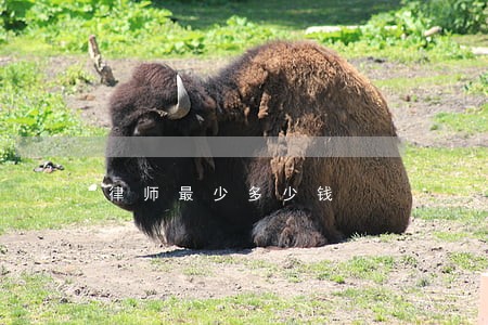 律师最少多少钱 律师最少多少钱