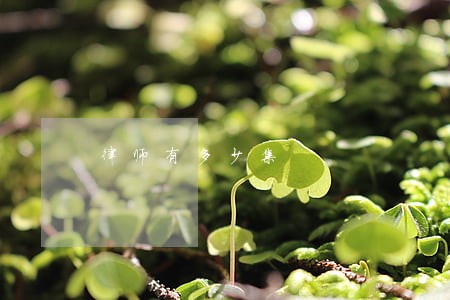 律师有多少集 律师有多少集
