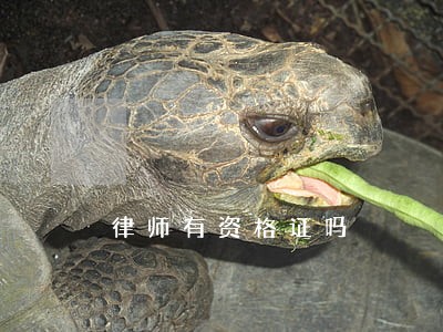 律师有资格证吗