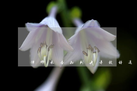 律师未告知判决导致错过上诉 律师未告知判决导致错过上诉