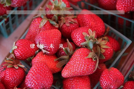 律师未来 律师未来