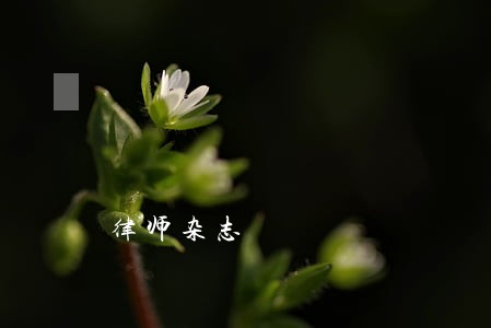 律师杂志 律师杂志
