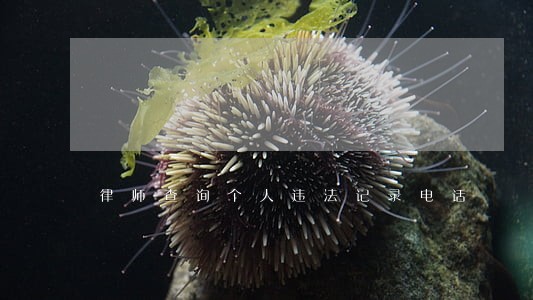 律师查询个人违法记录电话 律师查询个人违法记录电话