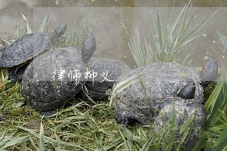 律师柳义 律师柳义