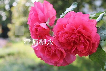 律师柳永 律师柳永