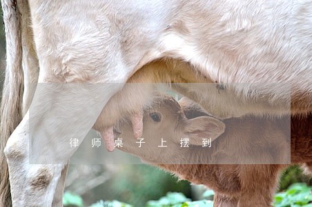 律师桌子上摆到 律师桌子上摆到