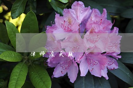 律师没天赋 律师没天赋