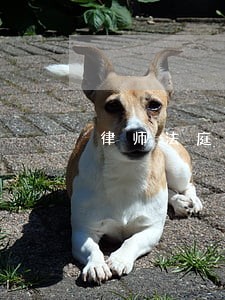 律师法庭首失利 律师法庭首失利