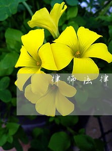 律师法律顾问要多少钱 律师法律顾问要多少钱
