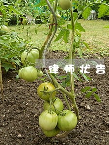 律师状告老师 律师状告老师